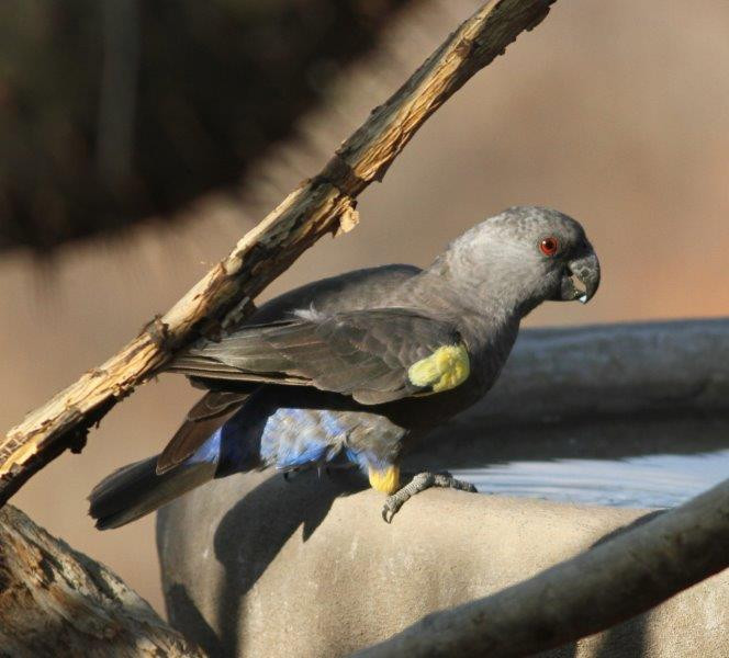 The various lodges attract birds as well, such as this Ruppell’s Parrot dropping in to drink…